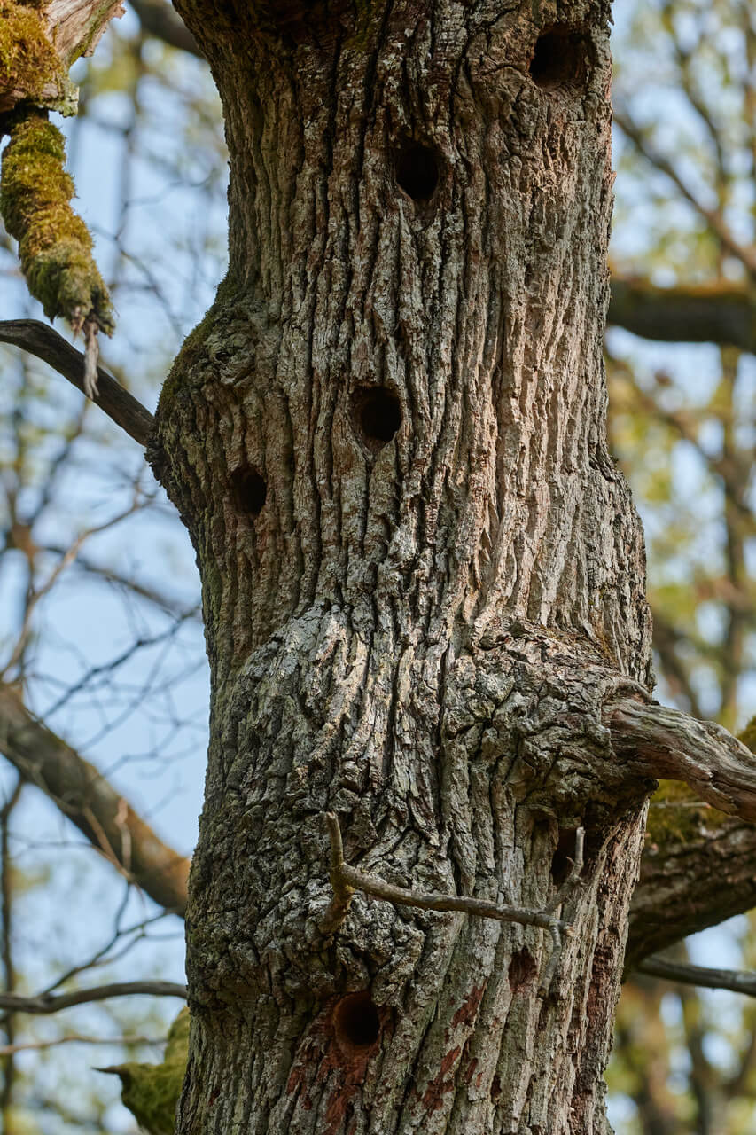 arbre en hiver