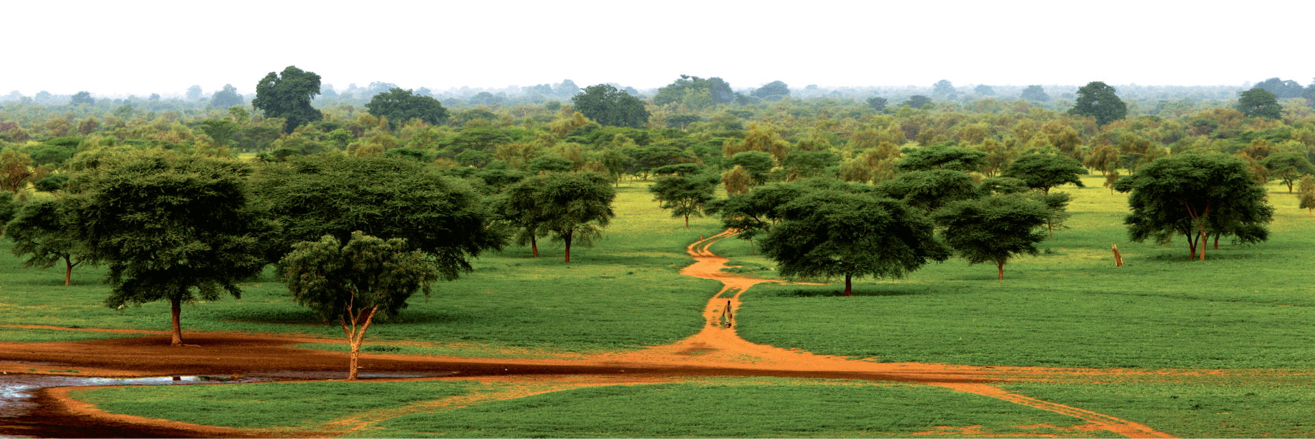 Great Green Wall