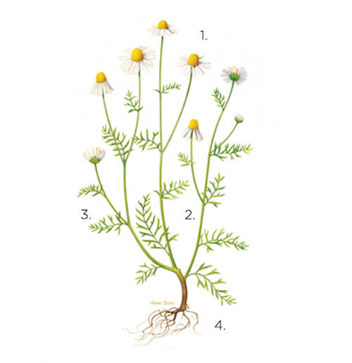 anatomical diagram of a daisy