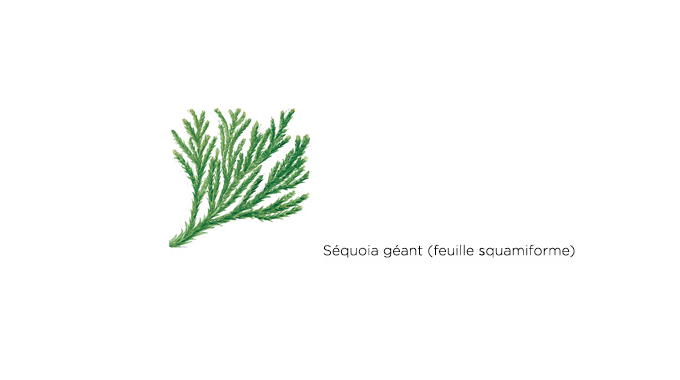 feuille sequoia