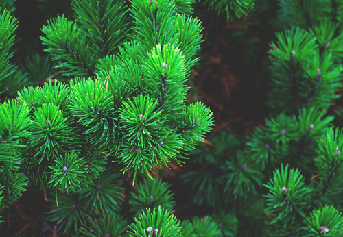 conifer branches