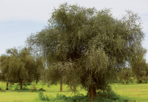 The desert date tree