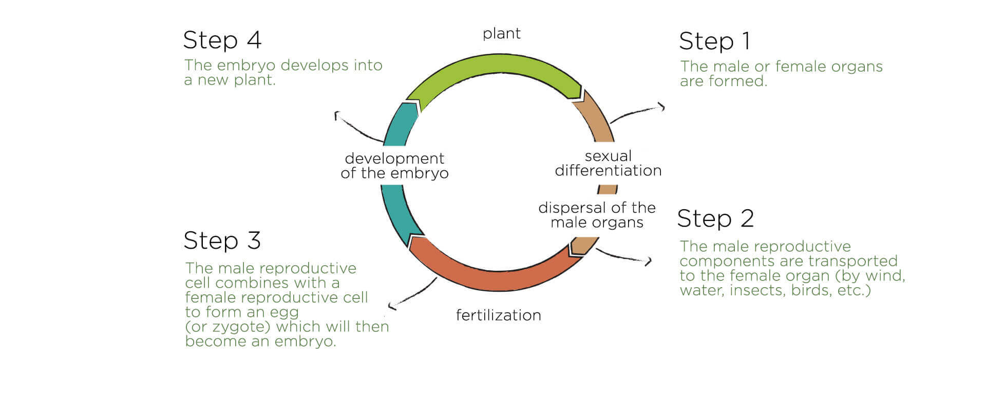 different stages sexuall reporduction