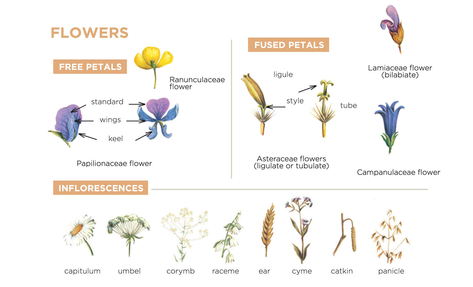 reference sheet flowers