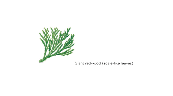 giant redwood