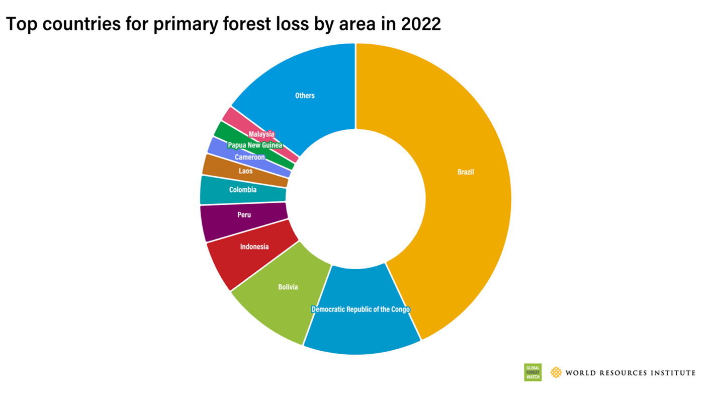 Top countries for primary forest loss by area in 2022