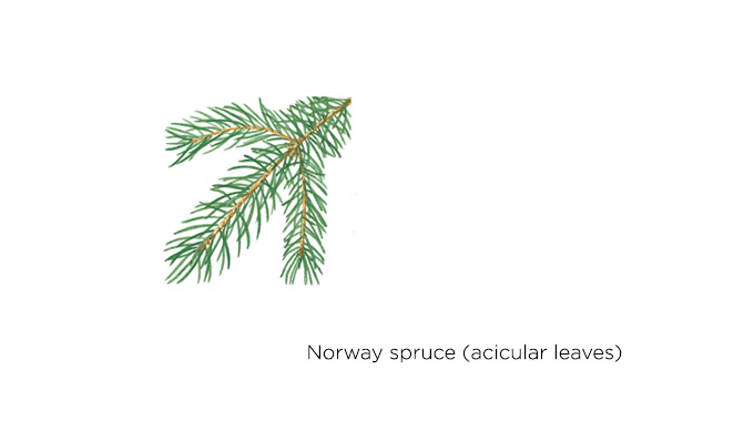 norway spruce