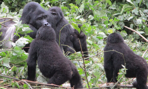 Famille de gorilles