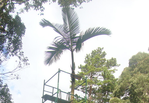 palmier solitaire de curepipe