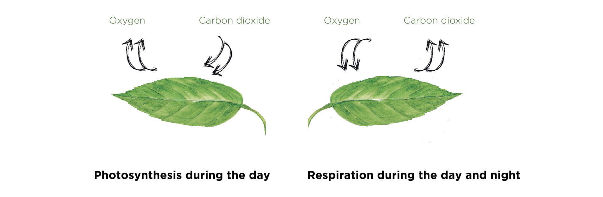 Photosynthesis