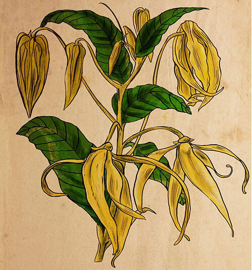 planche-botannique-ylang