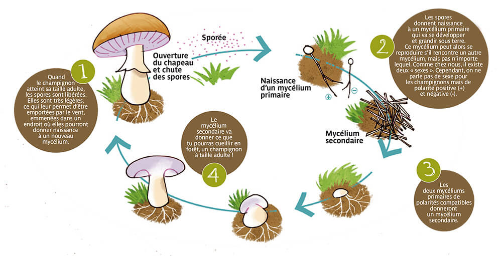 reproduction des champignons