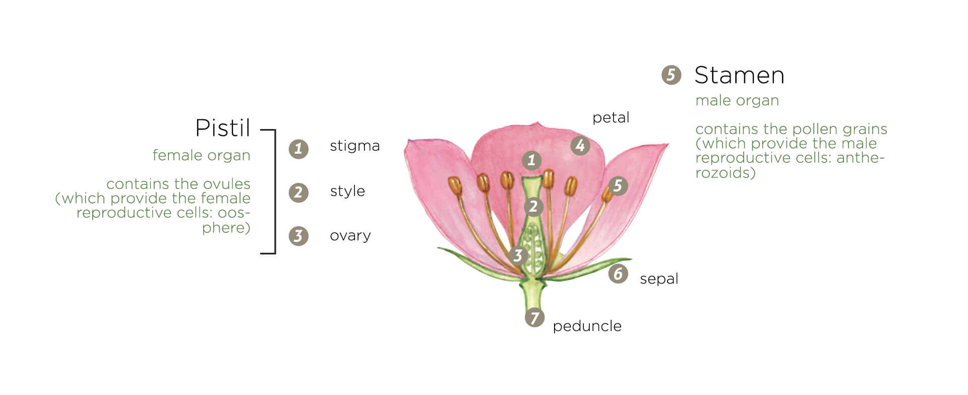reproductive system of an angiosperm