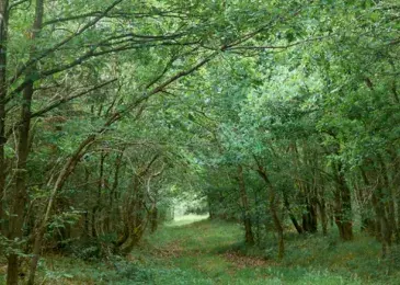 Chemin forestier en Belgique