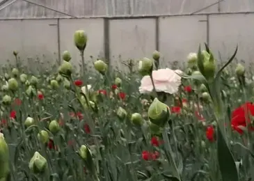 Recovering degraded urban soil with horticulture