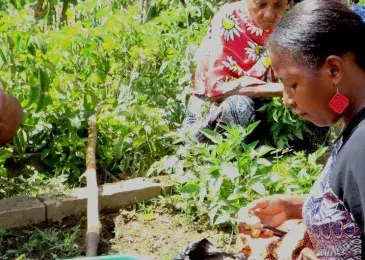 Améliorer l'accès à la santé grâce aux plantes médicinales au nord de Madagascar