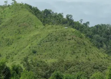 Reforesting Flores island