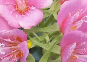 bombeya acutangula