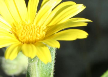  Sauver le Calendula maritima, une fleur en danger d’extinction