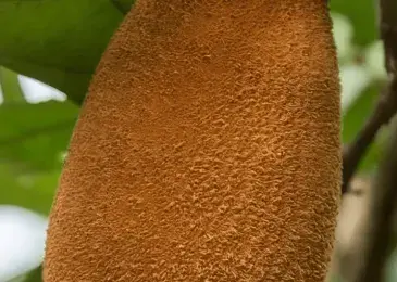 Cupuacu: the fruit telling us how to live with the forest