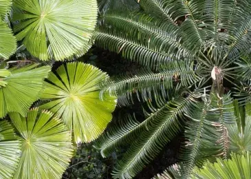 Making the Australian rainforest a sanctuary