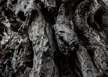 Protecting thousands of olive trees