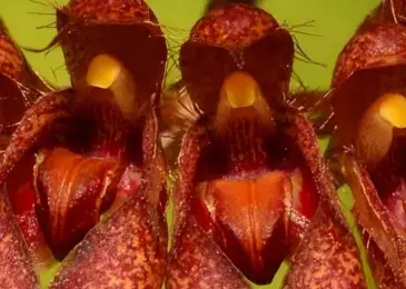 singapour orchidees