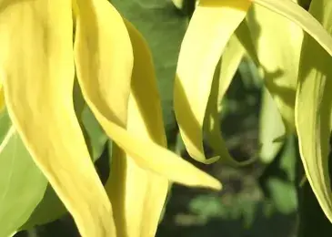 ylang ylang