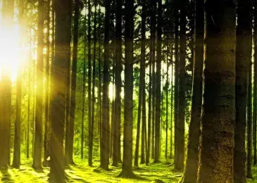 foret
