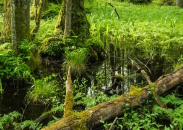foret © Jessica Buczek