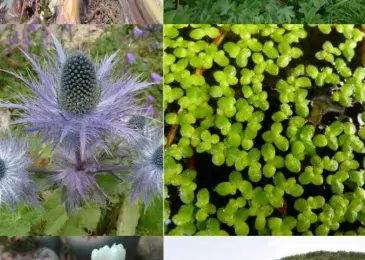 fiches plantes