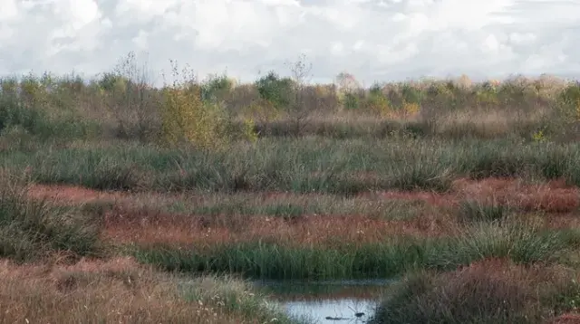 english peatlands