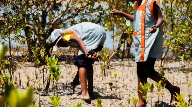 1 arbre en France pour 2 à Madagascar