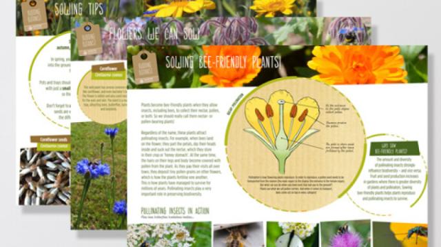 ‘Sowing bee-friendly plants’