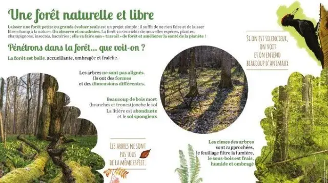 Poster forêt primaire