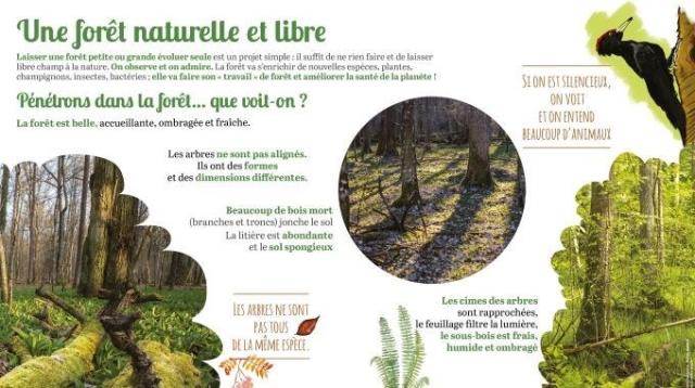 Poster forêt primaire