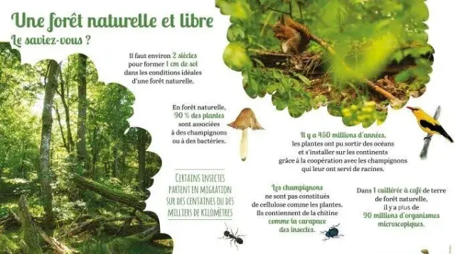 Poster forêt primaire