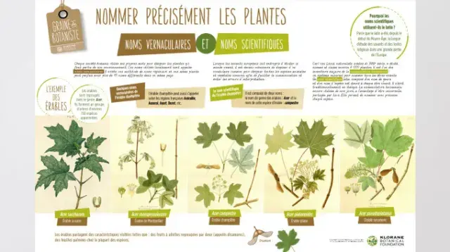 Poster comment nommer les plantes