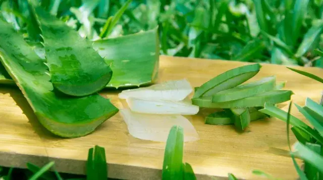 Aloe vera