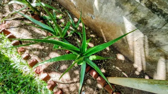 Plants d'Aloe Vera