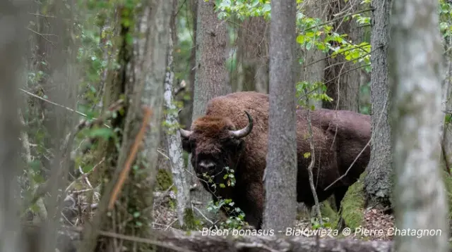 Bison bonasus Białowieża © Pierre Chatagnon
