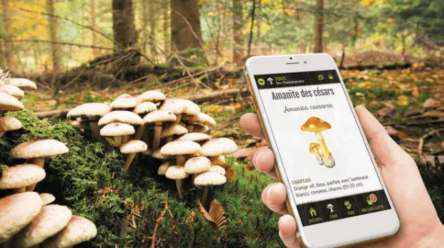 champignon