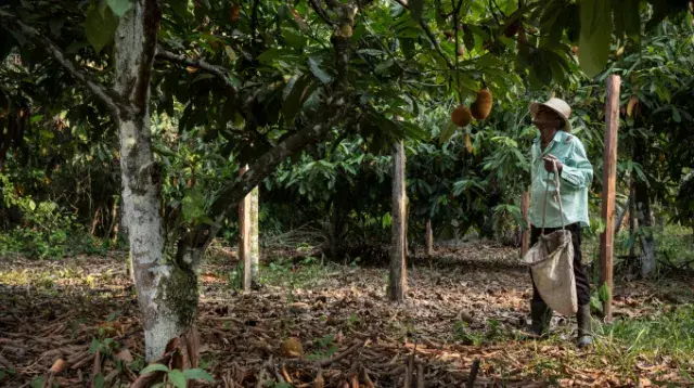 Fighting deforestation in the Amazon