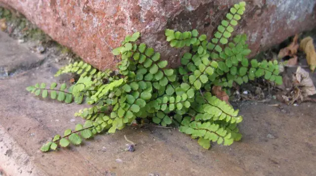 MIEUX CONNAÎTRE LA BIODIVERSITÉ DE LA VILLE