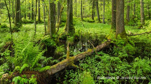 Forêt primaire - Białowieża © Jessica Buczek