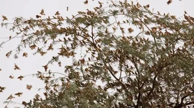 Dattier du désert oiseaux