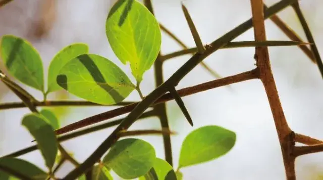 Dattier du désert feuilles