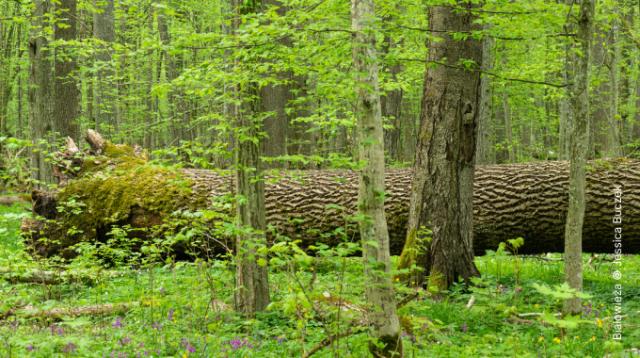 Forêt primaire - Białowieża © Jessica Buczek