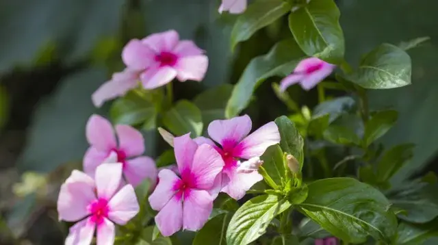 Pervenche de Madagascar