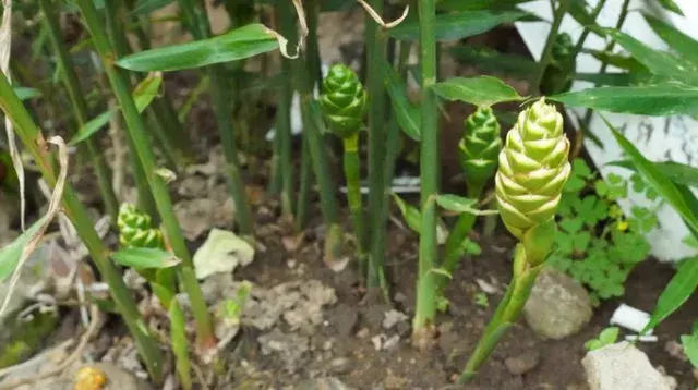 plant de gingembre